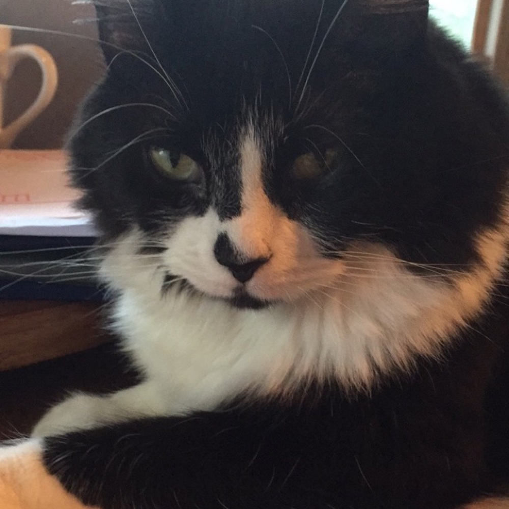 Meet your Posher, Korri